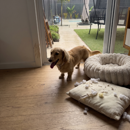 Peluche con Latido para Perros